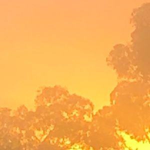 Meet your Posher, Rose